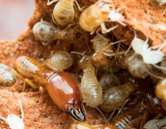 termite control lyneham